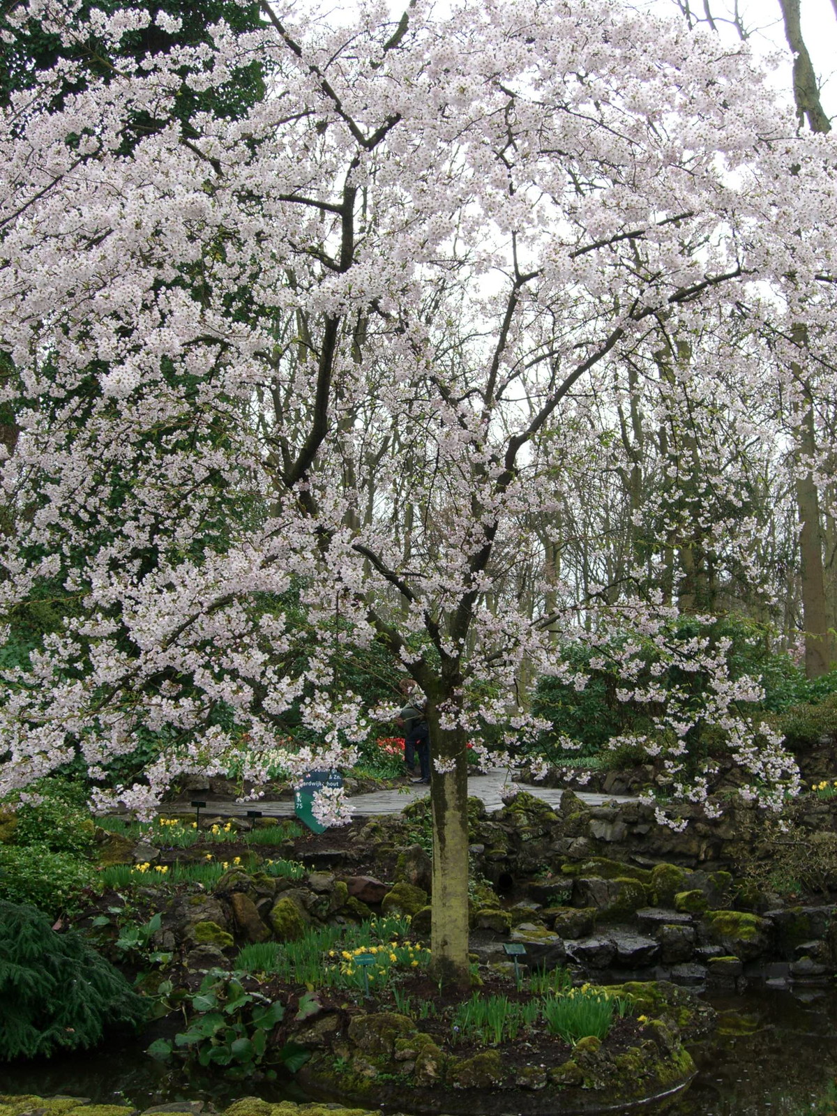 Netherlands Keukenhof